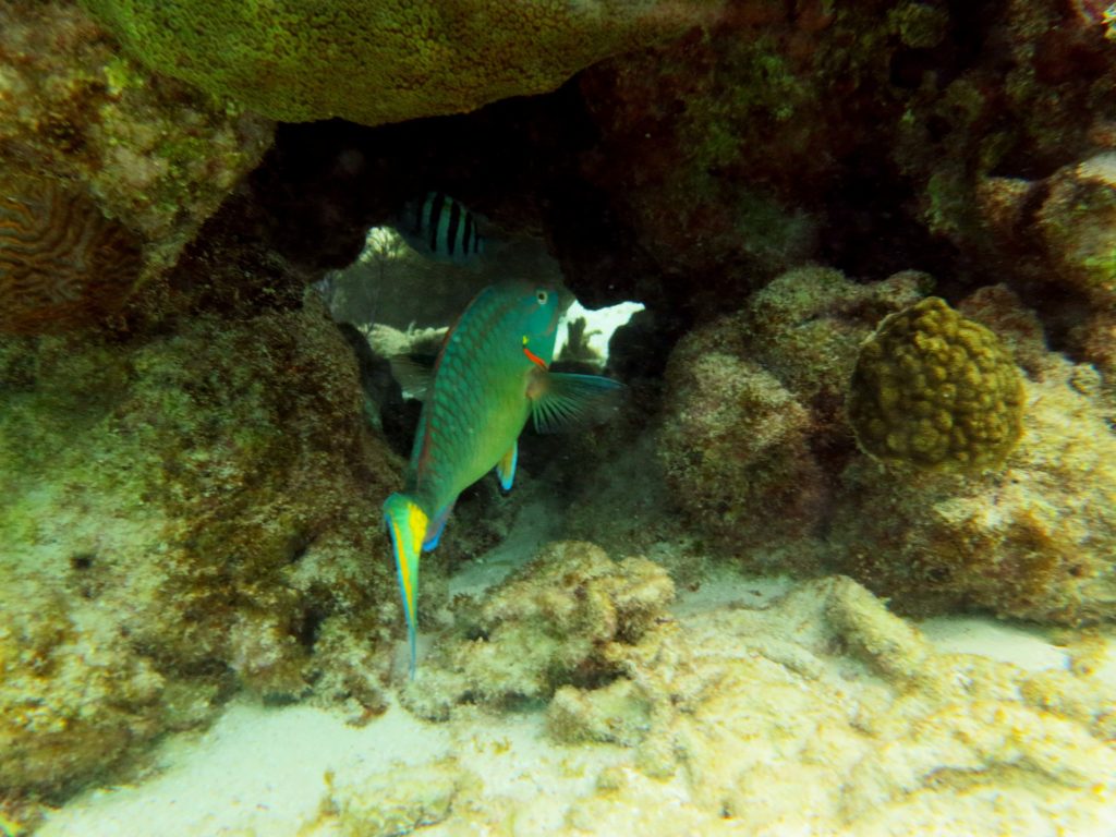 Stoplight parrotfish