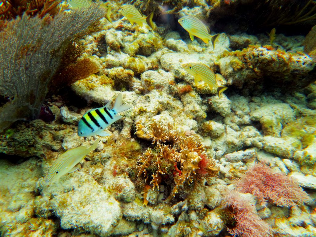 Reef fish