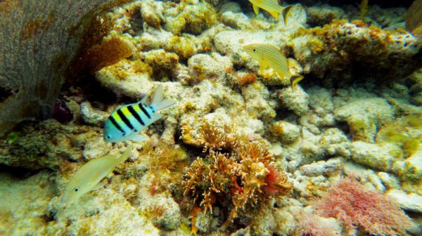 Snorkeling in the Keys