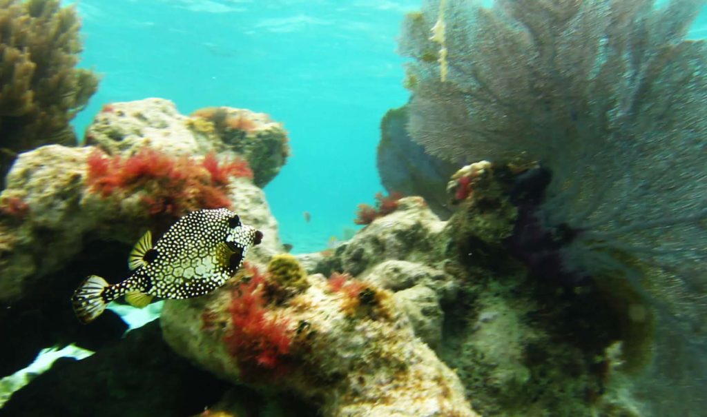 Spotted trunkfish