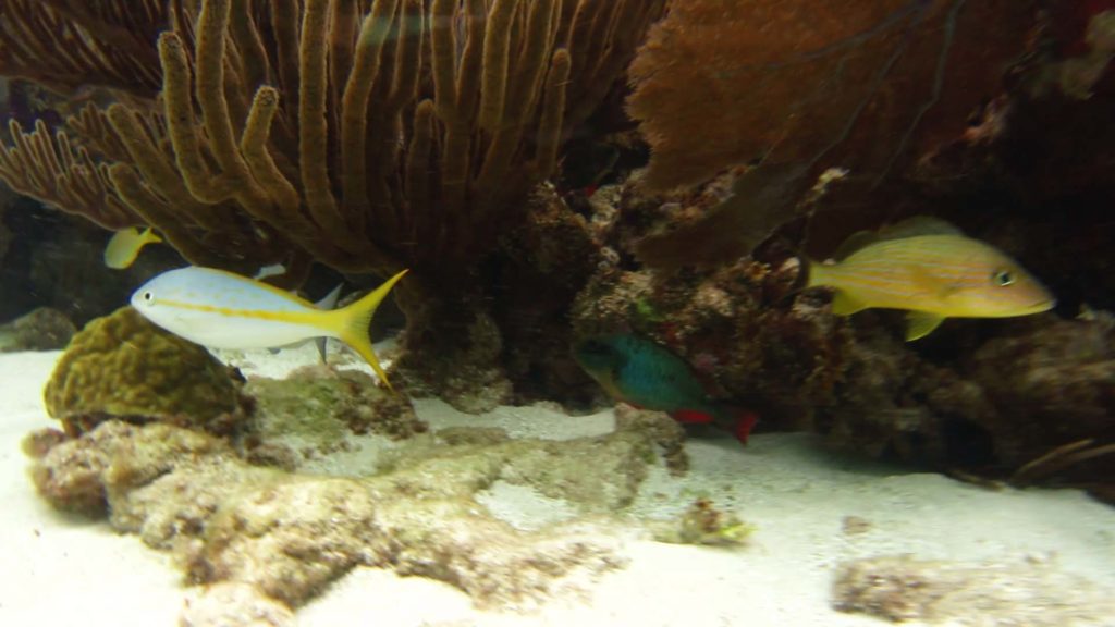 Reef fish