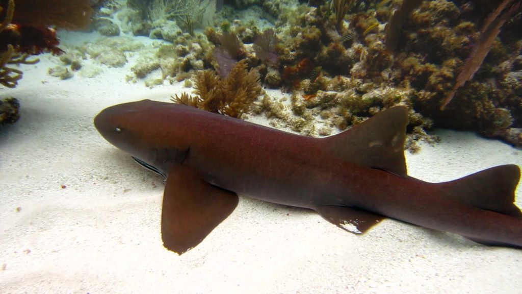 Nurse shark