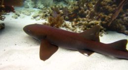 Snorkeling in Pennekamp