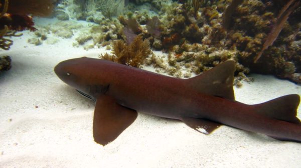 Snorkeling in Pennekamp